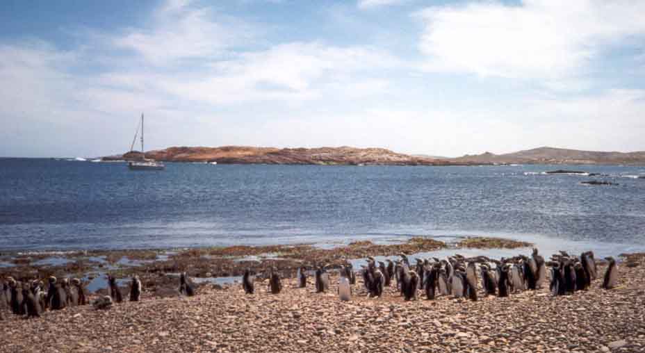La Volta au pays des pingouins